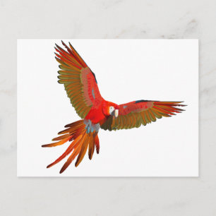 Färgämnet Scarlet macaw fly art Vykort