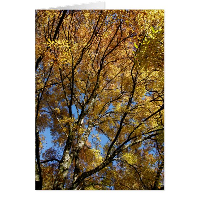 Färgämnet träd under hösten hälsningskort (Framsidan)
