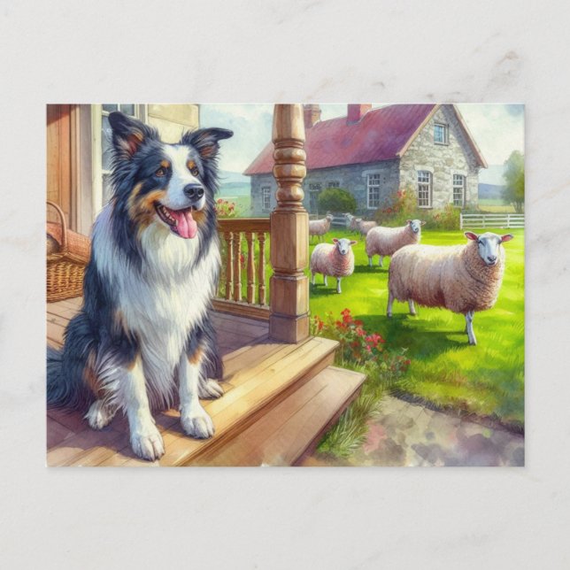 Fårgård och Border Collie vykort (Framsida)