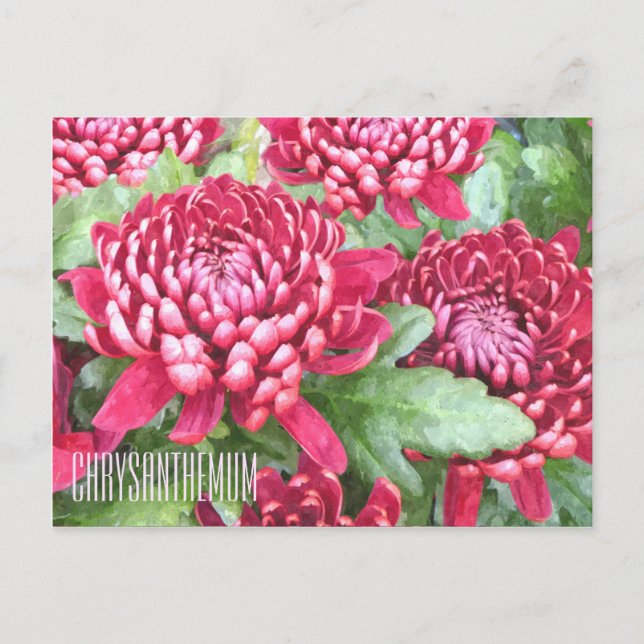 Färgat Chrysanthemums Vågrät Postcard Vykort (Framsida)