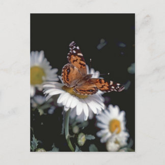 Färgat Dam Butterfly On Daisy Postcard Vykort