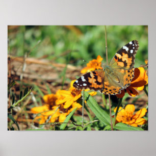 Färgat Dam Butterfly på Zinnia-utskrift Poster