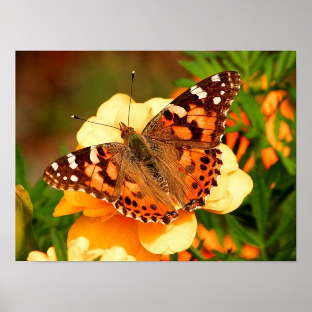 Färgat Dam Butterfly Photo Poster (Framsidan)