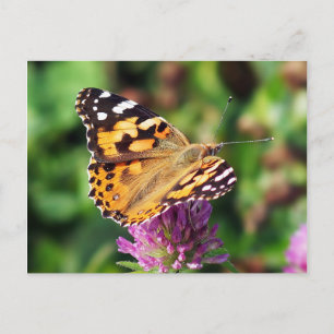Färgat Dam Butterfly-vykort Vykort