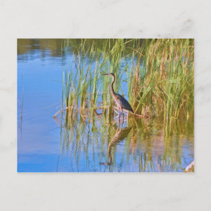 Färgat Heron vid vykortet Sjö Vykort
