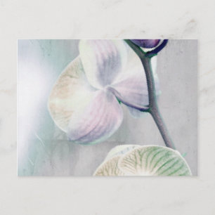 Färgat Orchid-vykort Vykort
