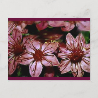 Färgat Röda blommor-kort Vykort