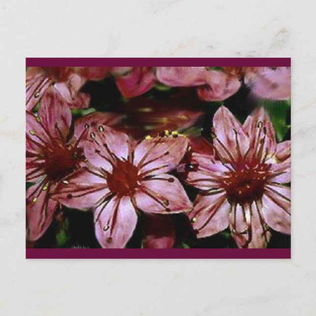 Färgat Röda blommor-kort Vykort (Framsida)