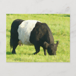 Färgat utseende under Galloway Cow i Fält Vykort