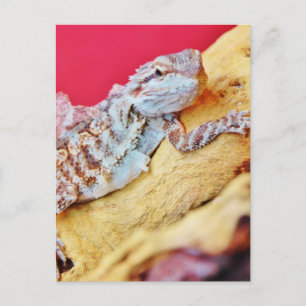 Färgbeklädd dragon vykort