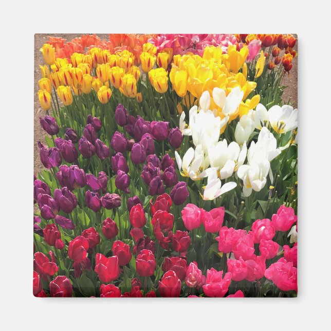 Färgbeläggning av Tulip Garden Bed Oregon Magnet (Framsidan)