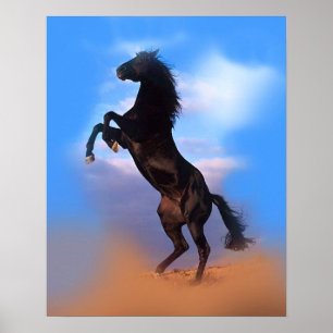 Färgbeläggning Black Horse Blå himmel Poster