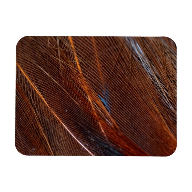 Färgbeständig peacock Feather in Detail Magnet (Horisontell)