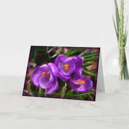 [Färgblommor] Crocus vernus - Valfri Tillfälle Kort