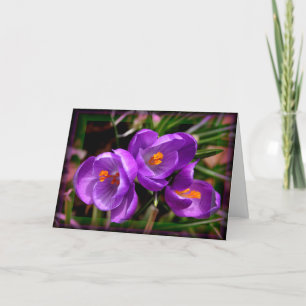 [Färgblommor] Crocus vernus - Valfri Tillfälle Kort