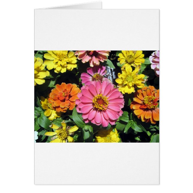 Färgblommor Hälsningskort (Framsidan)