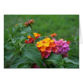 [Färgblommor] Lantana camara - gratulationskort Hälsningskort