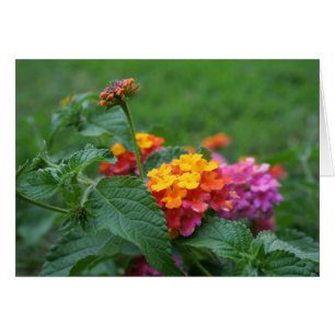 [Färgblommor] Lantana camara - gratulationskort Hälsningskort