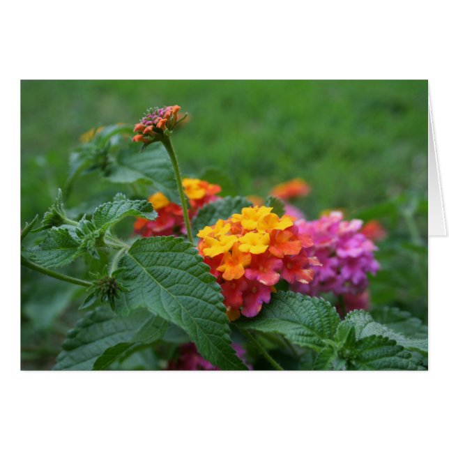[Färgblommor] Lantana camara - gratulationskort Hälsningskort (Framsidan Horizontal)