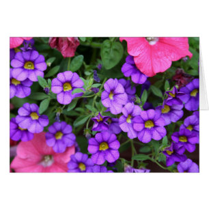[Färgblommor] Lila Calibrachoa-kort Hälsningskort