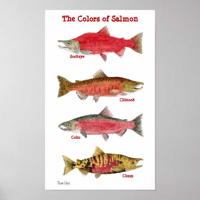 Färgen Salmon Poster (Framsidan)