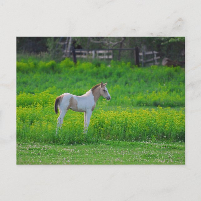 Färgen Vykort (Framsida)