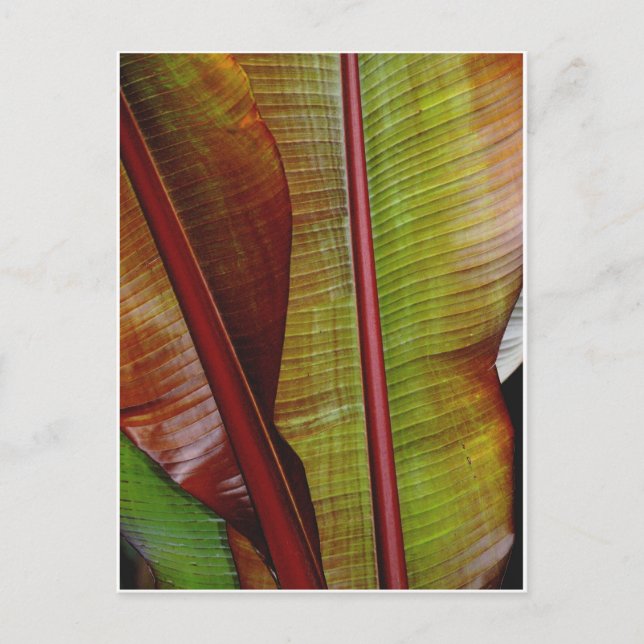 Färger av djungeln vykort (Framsida)