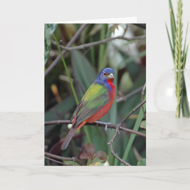 Färger av kortet kort (Framsida)