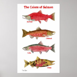 Färgerna av laxen poster