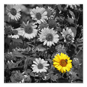 Färgerna Daisy Selektiv Wall Art-utskrift Fototryck