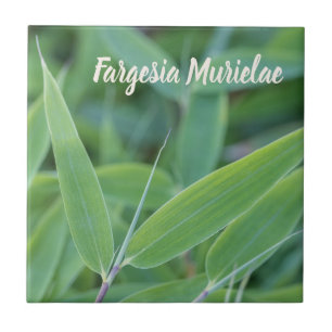 Fargesia murielae Bamboo-växten för trädgårdsm Kakelplatta