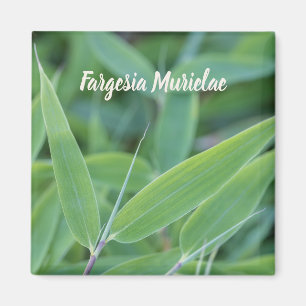 Fargesia murielae Bamboo-växten för trädgårdsm Magnet