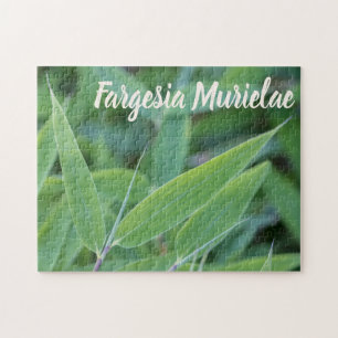 Fargesia murielae Bamboo-växten för trädgårdsm Pussel