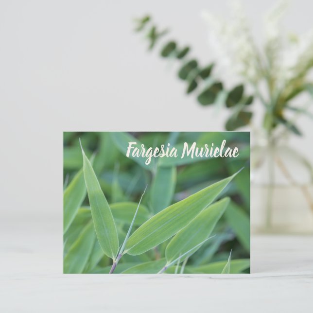 Fargesia murielae Bamboo-växten för trädgårdsmästa Helg Vykort (Stående Fram)