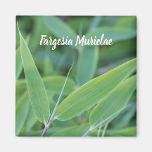 Fargesia murielae Bamboo-växten för trädgårdsmästa