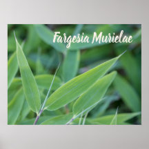 Fargesia murielae Bamboo-växten för trädgårdsmästa