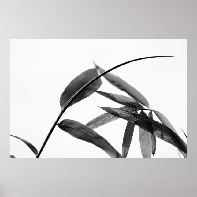 Fargesia sp. Bamboo in Black and White Poster (Framsidan)