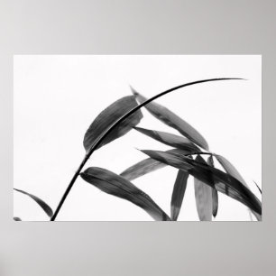Fargesia sp. Bambu i svartvitt Poster