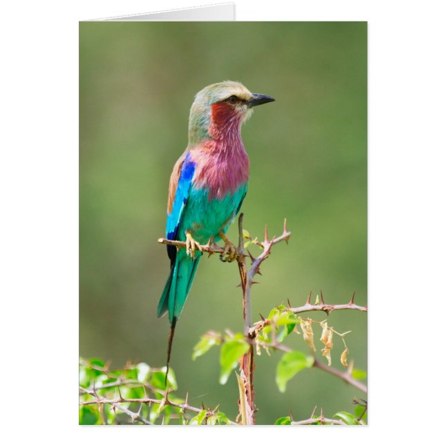 Färgfåglar Hälsningskort (Framsidan)