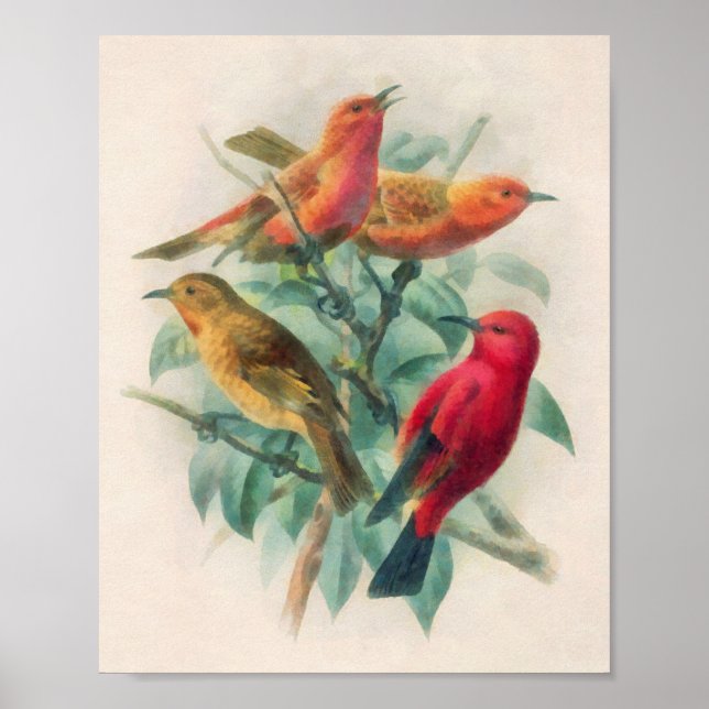 Färgfåglar och Grönt Löv Poster (Framsidan)