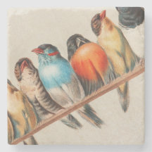 Färgfåglar på Perch 2