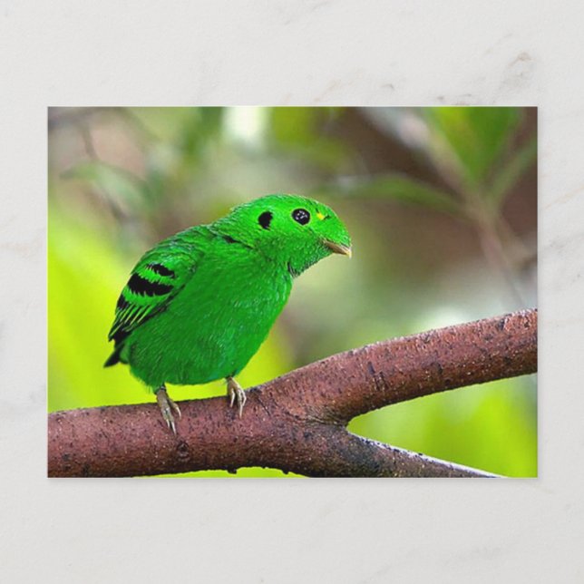 Färgfåglar Vykort (Framsida)