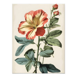 Färgfärg på brant röd och Gult Hibiscus Fototryck