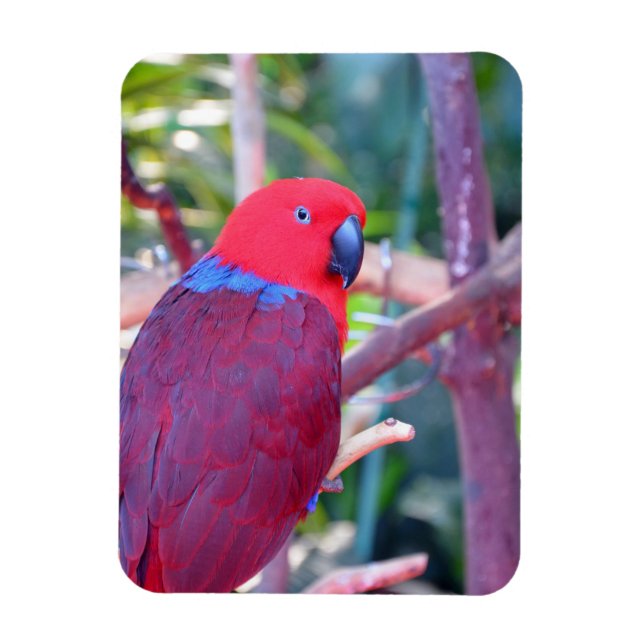 Färgfärgad eclectus parrot magnet (Vertikal)