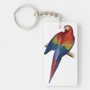 Färgfärgad röd och Gult Macaw