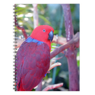Färgfläckad eclectus parrot anteckningsbok med spiral