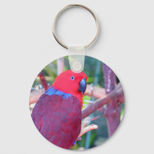 Färgfläckad eclectus parrot nyckelring