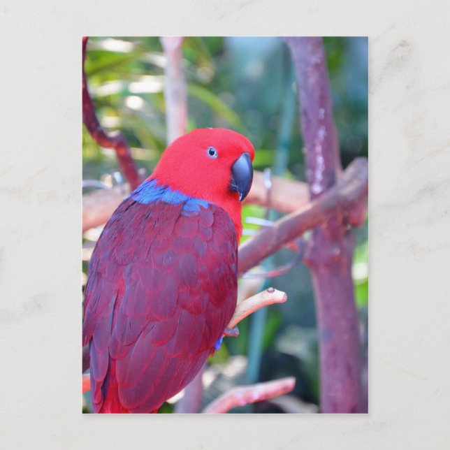Färgfläckad eclectus parrot vykort (Framsida)