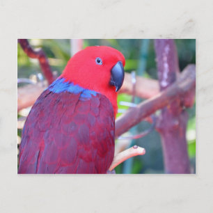 Färgfläckad eclectus parrot vykort