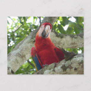 Färgfläckad röd papegoja-vykort vykort